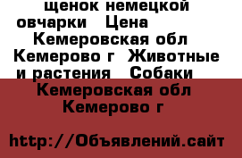 щенок немецкой овчарки › Цена ­ 30 000 - Кемеровская обл., Кемерово г. Животные и растения » Собаки   . Кемеровская обл.,Кемерово г.